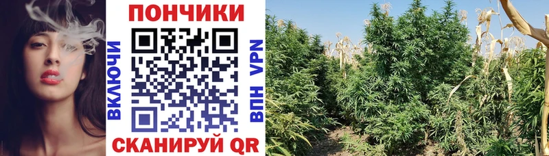Бошки марихуана план  где можно купить наркотик  Клин 